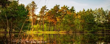 Printemps dans la réserve naturelle d'Herperduin.