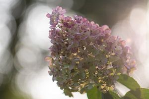 hortensia ensoleillé sur Tania Perneel