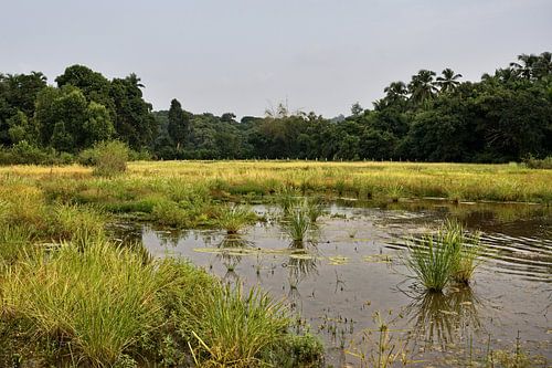 Harmonie tussen water en groen in Gokarna