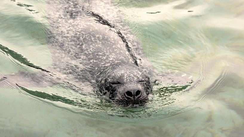 Swimming on his seals by Jan van der Knaap