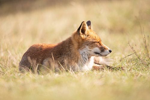 Een vos liggend in het zonnetje in de AWD