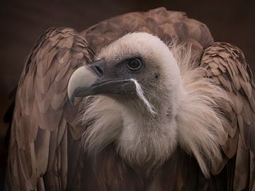 Der Gänsegeier von Willemijn Wolthaus