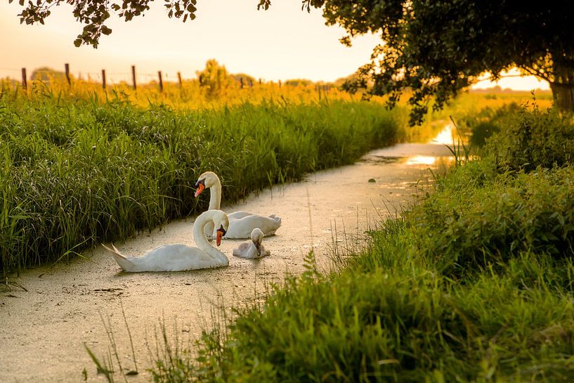 Swan family on Marken in evening light by Marco Rutten