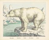 Ours polaire / Polar bear / Eisbär / Orso bianco. / Polar bear, firm of Joseph Scholz, 1829 - 1880 by Gave Meesters thumbnail