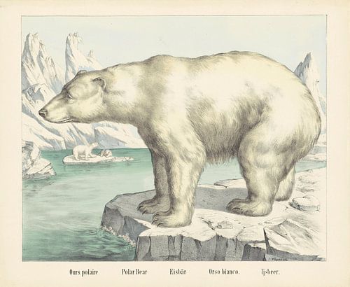 Ours polaire / Polar bear / Eisbär / Orso bianco. / Polar bear, firm of Joseph Scholz, 1829 - 1880
