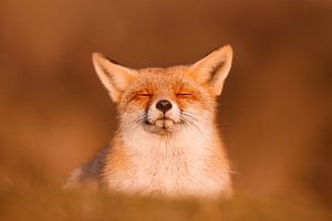 Zen Fox Serie - Der glückliche Fuchs ist glücklich! von Roeselien Raimond
