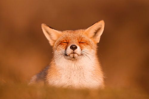 Zen Vos Serie - Happy Fox is Happy!