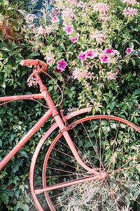 Rosa Fahrrad von Patrycja Polechonska