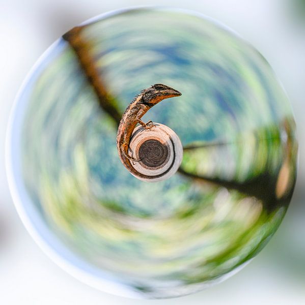 Lizard is watching you by Paul Marnef