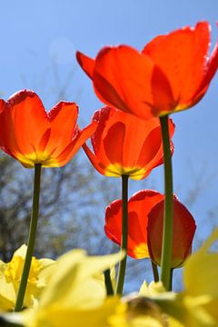 Tulips in the garden by Claude Laprise