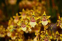 Orchidea