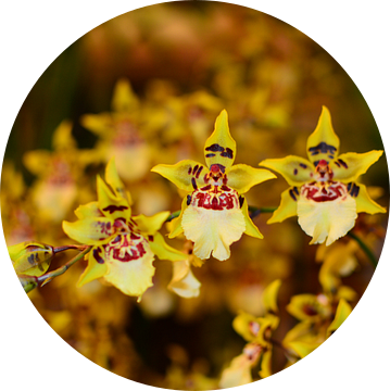Orchidea van Dawid Baniowski