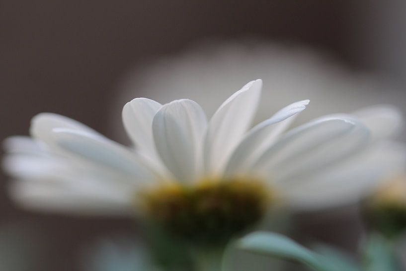 Flower by Simone van Ballegooij
