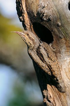 Eurasian Wryneck  ( Jynx torquilla ) sticking out its long barbed sticky tongue