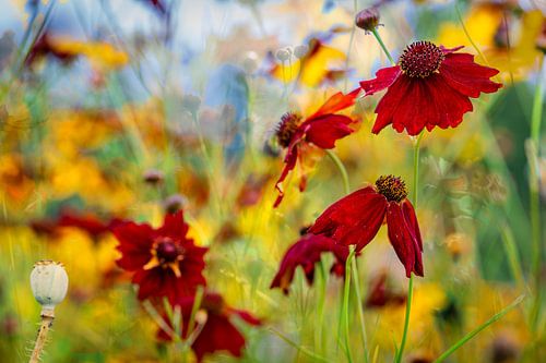 Bloemen als vlinders