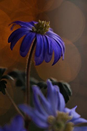 anemoon met bokeh