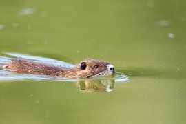 Nutria (Myocastor coypus) by Dirk Rüter