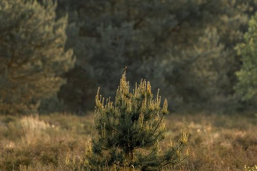 Eenzaam Lied Vogel op Dennentop Maasduinen