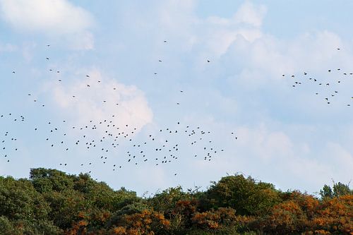 une vue à vol d'oiseau