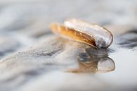 Scheermes schelp op het strand van Judith Borremans thumbnail