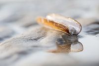 Scheermes schelp op het strand