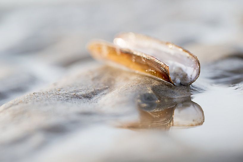 Scheermes schelp op het strand van Judith Borremans