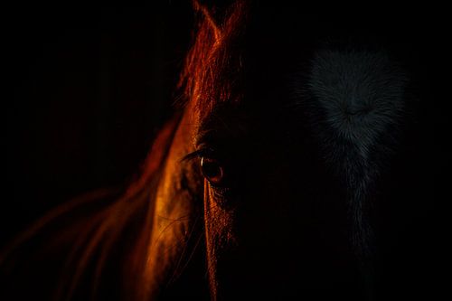 Détail de cheval au coucher du soleil
