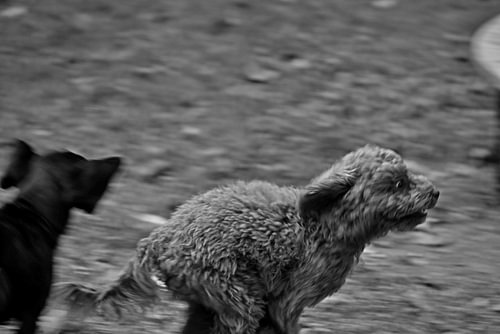 HONDEN 21