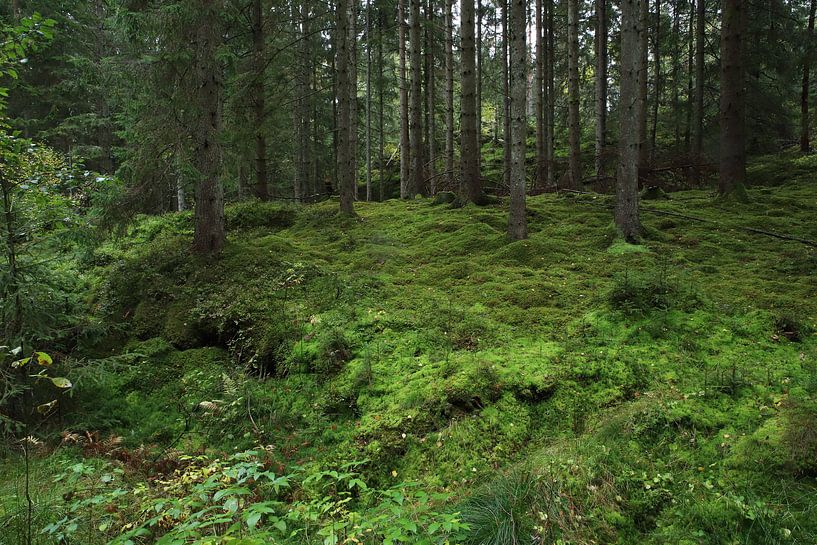 Grüner Wald par Heike Hultsch