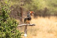 Namibias Vogelwelt - Rotschnabeltoko