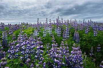 IJsland - Eindeloos paars bloemenveld van lupinebloemen van adventure-photos