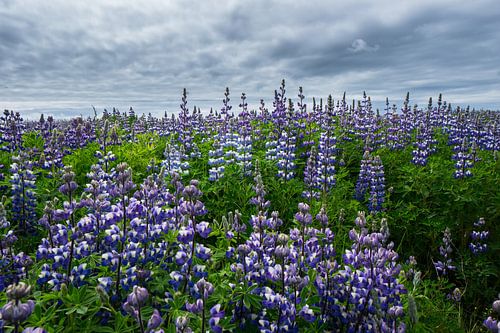Islande - Champ de fleurs de lupin d'un violet infini