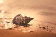 Meeresrauschen von Tanja Riedel Miniaturansicht