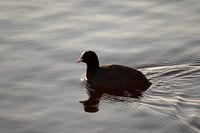 Swimming Coot