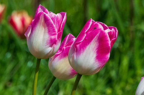Des tulipes dans les champs de tulipes du Flevoland