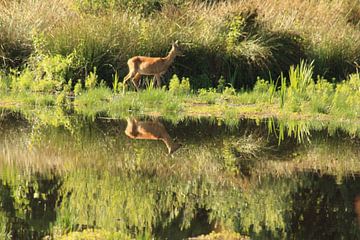 een ree in het veen