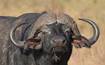 Op safari in Afrika: Kaapse buffel up close and personal (Tanzania) van Rini Kools