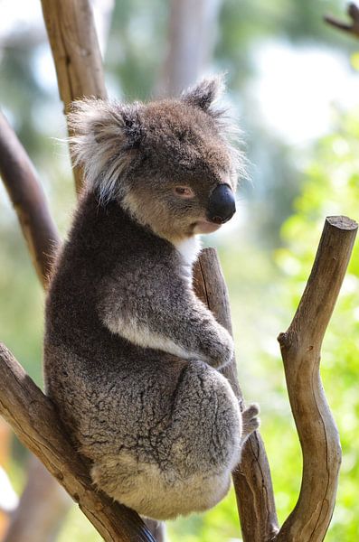 Koala par Chris & Annelies de Waal