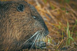 The nutria by NatureBuddie