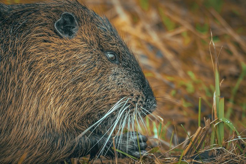 Le nutria par NatureBuddie
