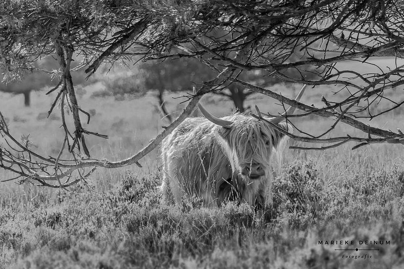 Scottish Highlanders by Marieke Deinum