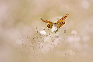 Schmetterling auf einer Wolke von Gypsophila von Lia Hulsbeek Brinkman