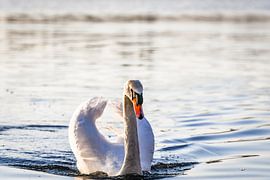 Grigio van Rogier Reker