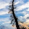 Silhouet van dode boom in het avondlicht van Peters Foto Nieuws l Beelderiseren