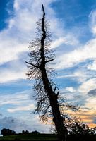 Silhouet van dode boom in het avondlicht