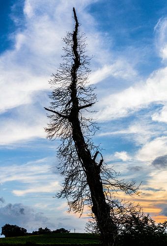 Silhouet van dode boom in het avondlicht