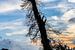 Silhouet van dode boom in het avondlicht sur Peters Foto Nieuws l Beelderiseren