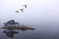 Vlucht in het oneindige. Strijbeek, Strijbeekse heide, Noord-Brabant, Holland, Nederland afbeelding  van Ad Huijben thumbnail