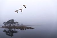 Vlucht in het oneindige. Strijbeek, Strijbeekse heide, Noord-Brabant, Holland, Nederland afbeelding 