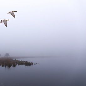  Vol vers l'infini. Strijbeek, Heath Strijbeekse, Brabant du Nord, Pays-Bas, paysage hollandais. sur Ad Huijben